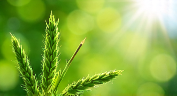 Perspektiven zu Tannenduft und Gesundheit