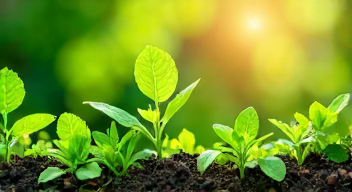 Die 5 meistgestellten Fragen (FAQ) zu biologischem Pflanzenschutz