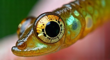 Die 6 häufigsten Fehler bei der Untersuchung von Spinnenfäden