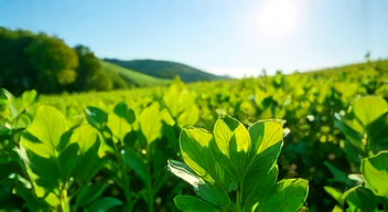 Kulturelle Bedeutung des biologischen Pflanzenschutzes (9/10)