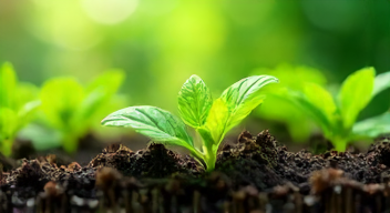 Meine Entdeckung der Pflanzenwachstumssysteme und ihre Bedeutung (1/10)