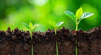 Der Blick eines Bodenphysikers auf Pflanzen (2/10)