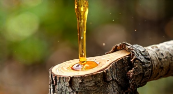 Die besten 8 Tipps bei der Nutzung von Birkenpech